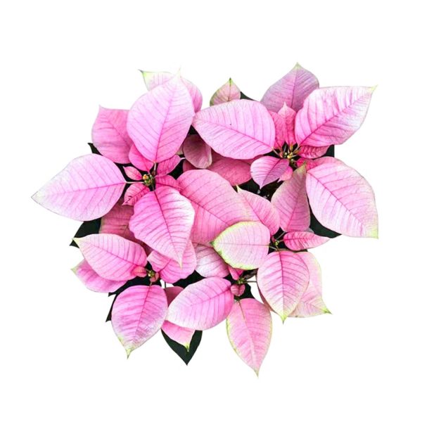 EUPHORBIA PULCHERRIMA ROSEA - Image 4