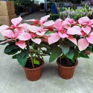 EUPHORBIA PULCHERRIMA ROSEA