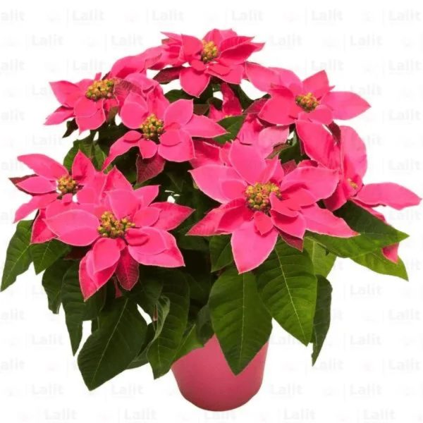 EUPHORBIA PULCHERRIMA ROSEA - Image 3