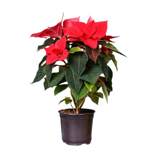 EUPHORBIA PULCHERRIMA