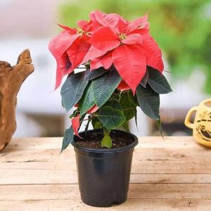 EUPHORBIA PULCHERRIMA