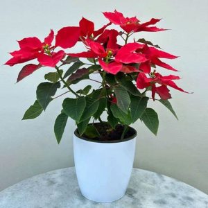 EUPHORBIA PULCHERRIMA DARK RED HEGG