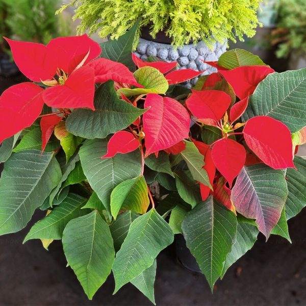 EUPHORBIA PULCHERRIMA DARK RED HEGG - Image 4