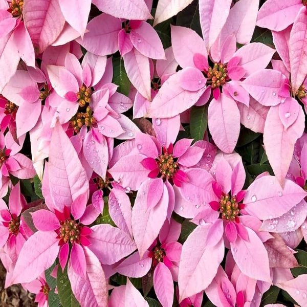 EUPHORBIA PULCHERRIMA ROSY PINK - Image 3