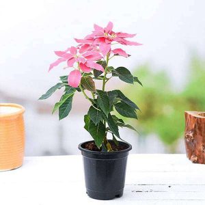 EUPHORBIA PULCHERRIMA ROSY PINK