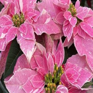 EUPHORBIA PULCHERRIMA ROSY PINK