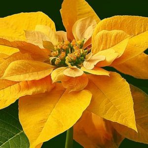 EUPHORBIA PULCHERRIMA YELLOW STAR