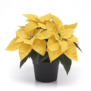 EUPHORBIA PULCHERRIMA YELLOW STAR