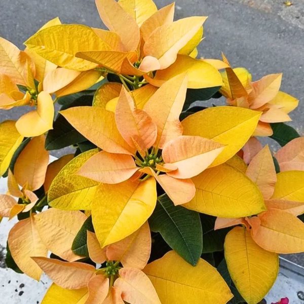 EUPHORBIA PULCHERRIMA YELLOW STAR - Image 3