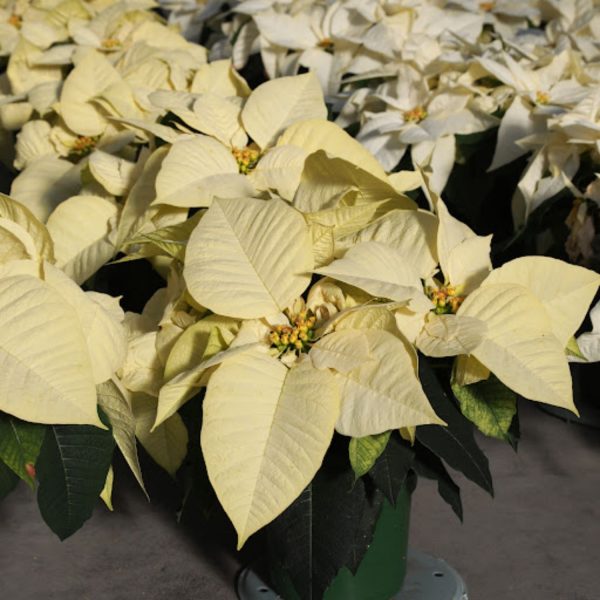 EUPHORBIA PULCHERRIMA YELLOW STAR - Image 4