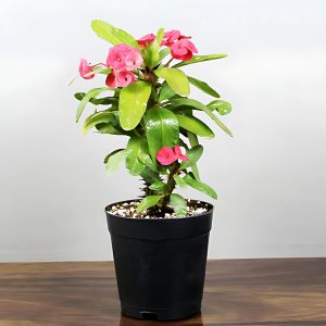 EUPHORBIA MILLII