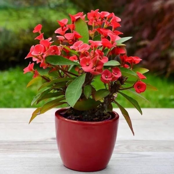 EUPHORBIA MILLII - Image 5