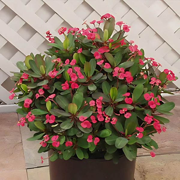 EUPHORBIA MILLII - Image 6
