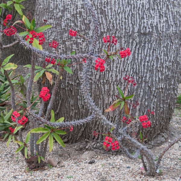 EUPHORBIA MILLII - Image 7