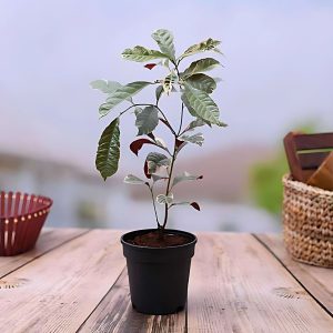 EXCOECORIA BICOLOR