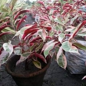 EXCOECORIA BICOLOR