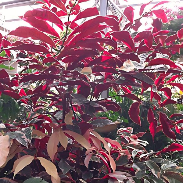 EXCOECORIA BICOLOR - Image 3