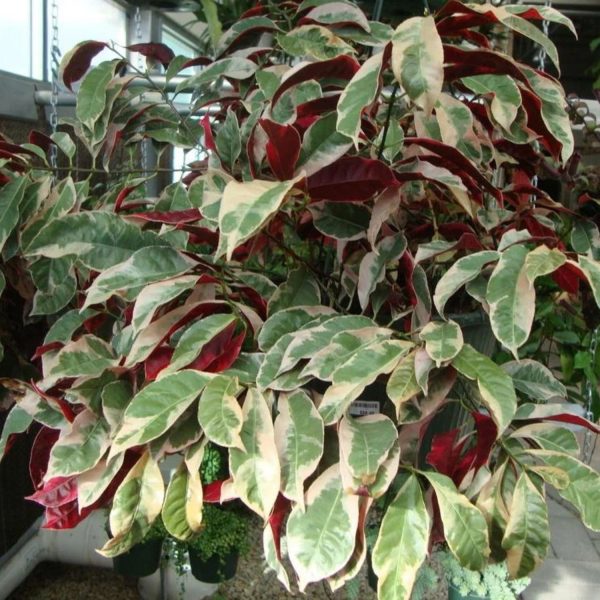 EXCOECORIA BICOLOR - Image 4