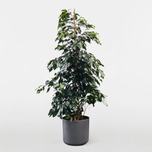 FICUS BENJ. BLACK COMPACTA