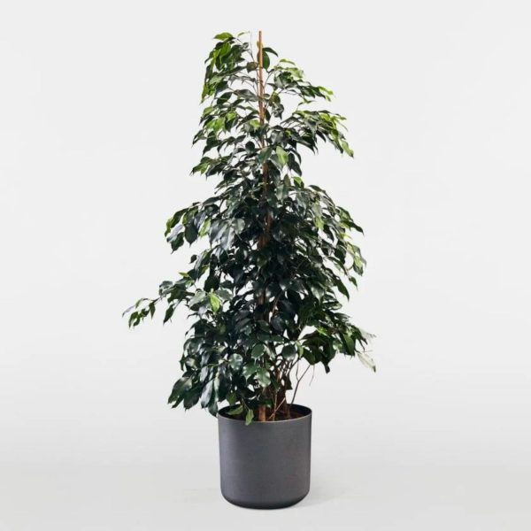 FICUS BENJ. BLACK COMPACTA