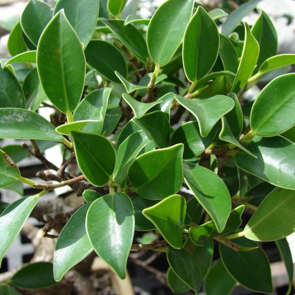 FICUS BENJ. BLACK COMPACTA - Image 4