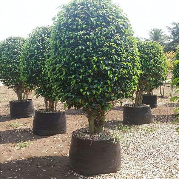 FICUS BENJ. BLACK COMPACTA - Image 3