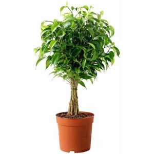 FICUS BENJAMINA BLACK COMPACTA