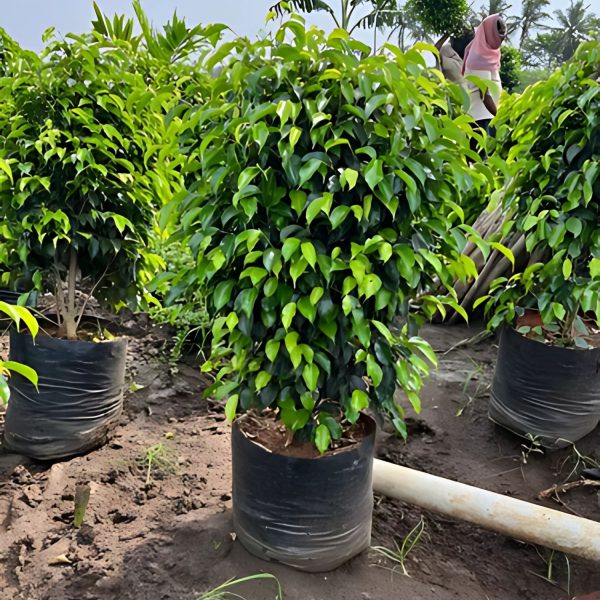 FICUS BENJAMINA BLACK COMPACTA - Image 7