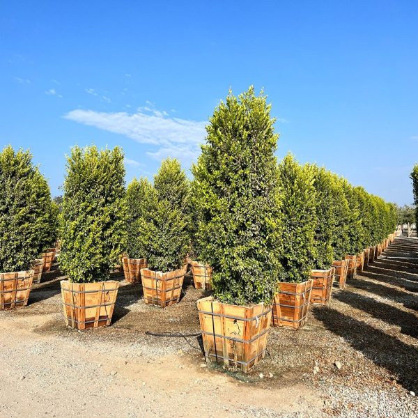 FICUS NITIDA - Image 4