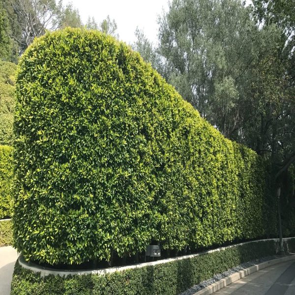 FICUS NITIDA - Image 5