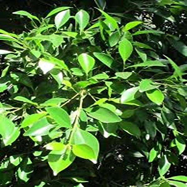 FICUS NITIDA - Image 6