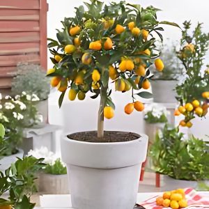 FORTUNELLA  JAPONICA