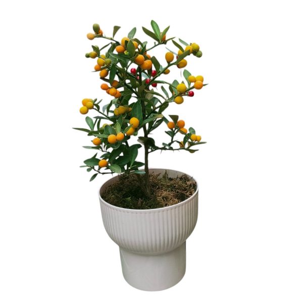 FORTUNELLA  JAPONICA - Image 5