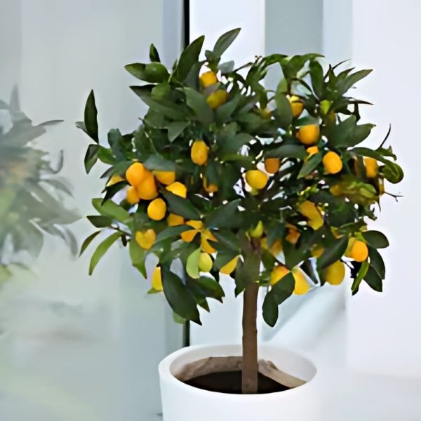 FORTUNELLA  JAPONICA - Image 6