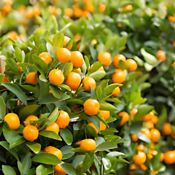 FORTUNELLA  JAPONICA - Image 7