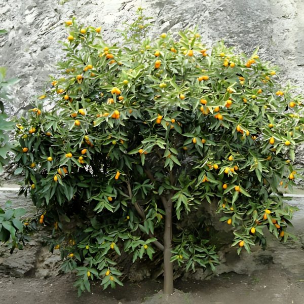 FORTUNELLA  JAPONICA - Image 8