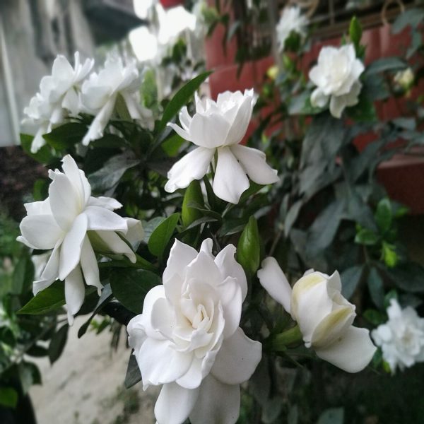 GARDENIA JASMINOIDES - Image 5