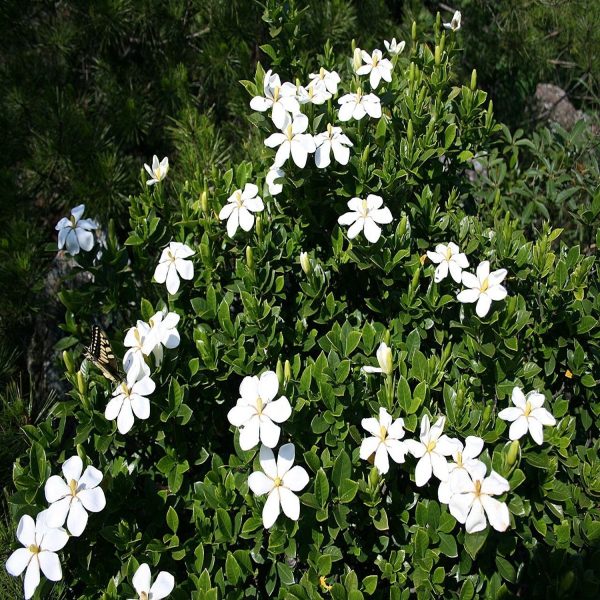 GARDENIA JASMINOIDES - Image 4