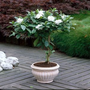GARDENIA JASMINOIDES