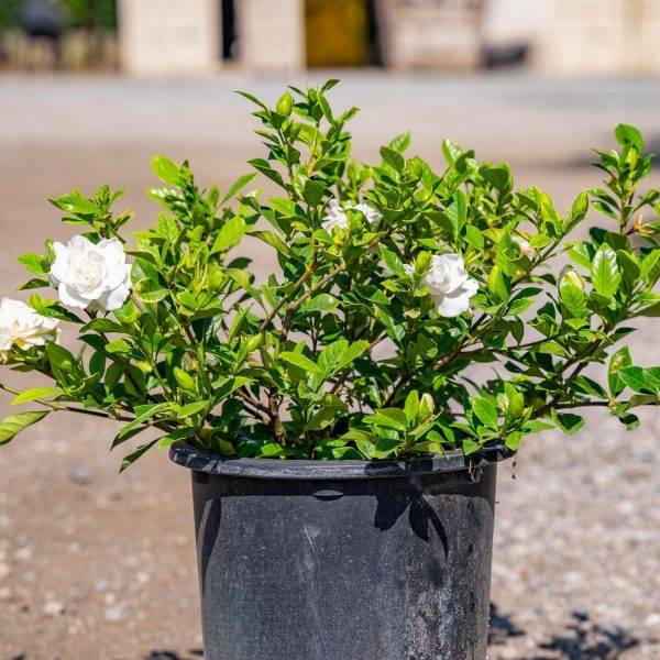 GARDENIA JASMINOIDES VEITCHI - Image 6