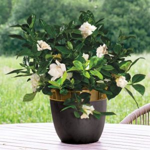 GARDENIA JASMINOIDES VEITCHI