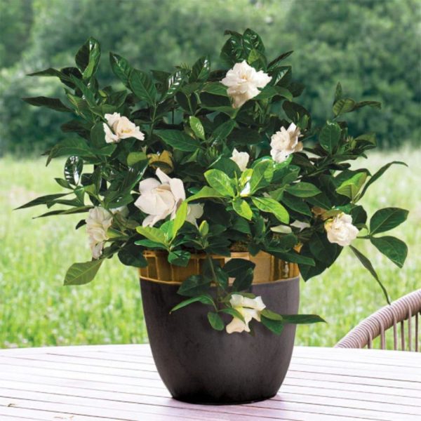 GARDENIA JASMINOIDES VEITCHI