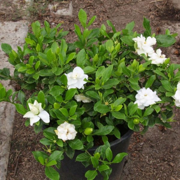 GARDENIA JASMINOIDES VEITCHI - Image 4