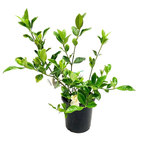 GARDENIA JASMINOIDES VEITCHI - Image 7