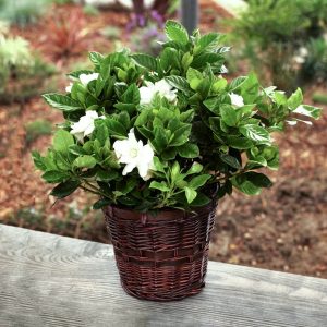 GARDENIA RADICANS