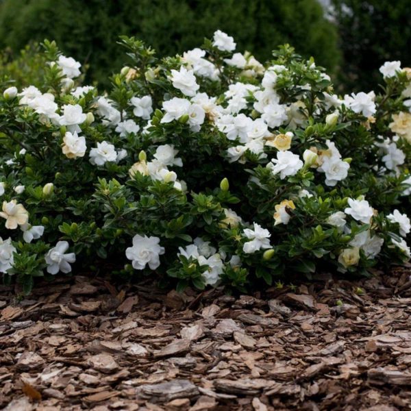 GARDENIA RADICANS - Image 3