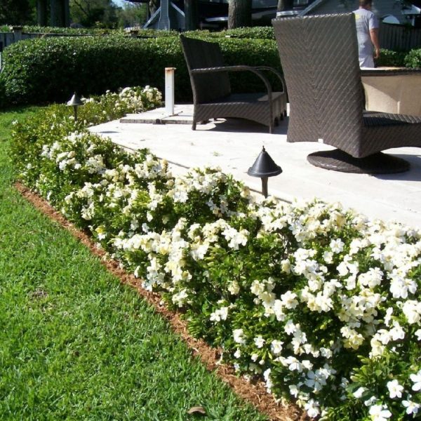 GARDENIA RADICANS - Image 4