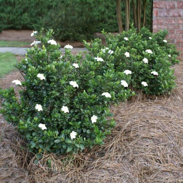 GARDENIA RADICANS - Image 5