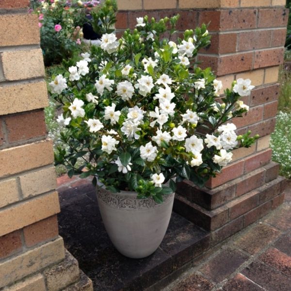 GARDENIA RADICANS - Image 6