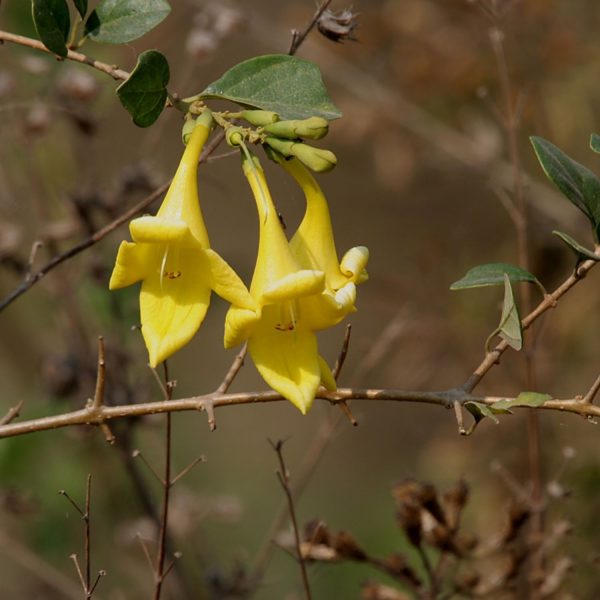 GMELINA ASIATICA